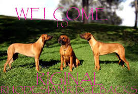 Check spelling or type a new query. Riginal Rhodesian Ridgebacks Rhodesian Ridgebacks Queensland Australia