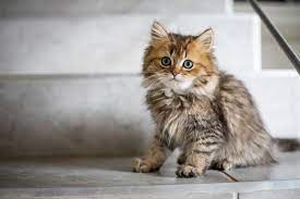 Female cat names from disney films. 104 Best Cute Cat Names From Movies And Tv By Kidadl