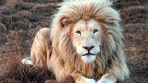 Check spelling or type a new query. King Lion Shows Off All Its Beauty Youtube