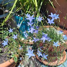 Image result for Wahlenbergia capitata