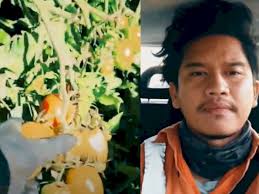 Ingin kerja dan tinggal di australia/new zealand dengan legal & resmi? jumlah gaji tergantung pengalaman dan jenis pekerjaan. Pria Ini Kerja Di Kebun Tomat Di Australia Gajinya Capai Rp40 Juta Sebulan Ini Caranya Indozone Id