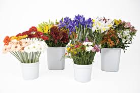 Maybe you would like to learn more about one of these? P F Costa Rica Flower Farms Linkedin