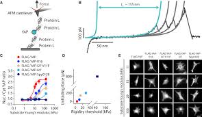 News, email and search are just the beginning. Force Triggers Yap Nuclear Entry By Regulating Transport Across Nuclear Pores Sciencedirect