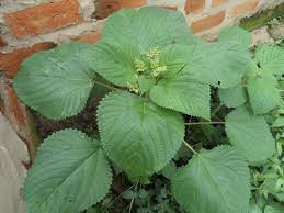 Image result for Laportea alatipes