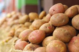 Problem is that about 5 days after transplant lower leaves started to discolor yellow, white patches started to show, that are silky on touch and completely white, no veins visible. Growing Potatoes Planting Growing And Harvesting Potatoes The Old Farmer S Almanac