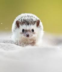 The Beauty Of Wildlife Hedgehog Pet Pygmy Hedgehog Cute Little Animals