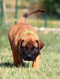 Check spelling or type a new query. Boerboel Dog For Sale