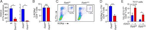 The long term propagation of tissue culture cell lines works better for certain cell types than others. Epithelial Retinoic Acid Receptor B Regulates Serum Amyloid A Expression And Vitamin A Dependent Intestinal Immunity Pnas