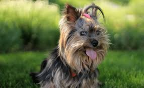 27 dintre cele mai mici rase de câini: Cele Mai DrÄƒguÈ›e Rase De Caini Ca Animale De Companie TÄƒramul Animalelor