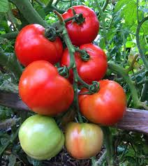Need to get out today and cut some lettuce, spinach and kale for salads. 5 Secrets To Grow Tomatoes 100 Lbs In 20 Square Feet A Piece Of Rainbow