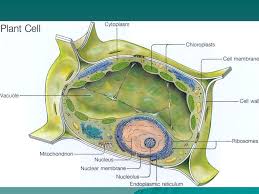 Ribosomes, which create proteins, line a portion. Cell Structure And Function Ppt Download