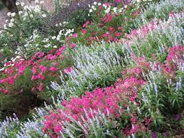 Salvia Viridis Salvia Farinacea Cosmos Cleomes Flower Landscape Perennial Plants Gardens Of The World
