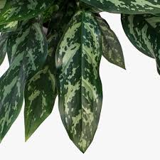 Aglaonemas are no different, unfortunately. Greenery Unlimited Aglaonema Care