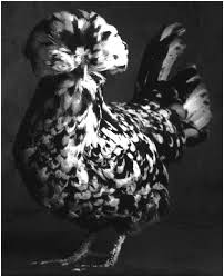 Black Birds With White Heads This Is A Black And White Chicken With Fancy Head Feathers Fancy Chickens Chickens Backyard Black And White Chickens