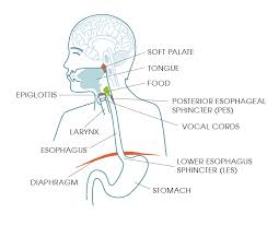 Lump in throat warning signs and symptoms early warning signs of bump in throat include neck or throat pain, weight loss, abrupt appearance, pain, choking, difficulty swallowing, spitting up food,. Lump In The Throat When Swallowing Treatment And Causes Iqoro