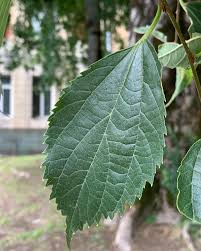 Image result for Celtis