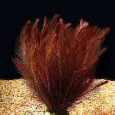 Image result for Limnophila indica