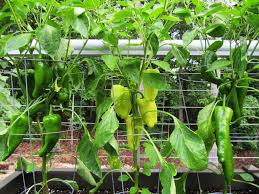 Check spelling or type a new query. Our Deck Planters 54 Peppers And Counting Tips And Tricks For A Greener Thumb