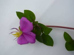 Image result for Heterotis rotundifolia