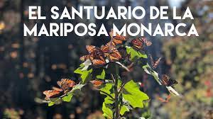 El Fascinante Santuario De Las Mariposas Monarcas El Rosario Michoacan Mexico Youtube