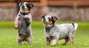 Let's start things off with some more traditional male and female names. Blue Heeler Breed Information A Guide To The Australian Cattle Dog