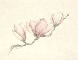 Chinese Magnolia Flower Blossom Floral Illustration Series By Danabordelonfineart On Etsy Magnolia Tattoo Magnolia Flower Floral Art