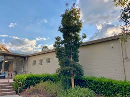 Image result for Melaleuca quinquenervia