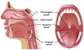 Tonsils are placed on both sides of throat and act as a first line of defense of the immune system against diseases. Tonsillitis Quinsy Abscess Antibiotics Teachmesurgery