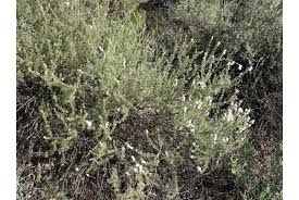 Image result for Eriocephalus ambiguus