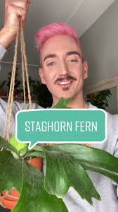 The Funky Eclectic Staghorn Fern