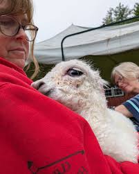 Harvard Alpaca Ranch updated their...