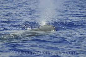 Expulsion Ejection The Process Of Forcing Out Whale Animals The Unit