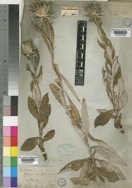 Image result for Macledium zeyheri