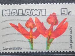 Image result for Disa welwitschii