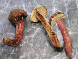 Image result for Xerocomellus diffractus