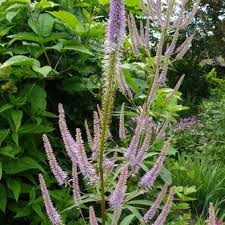 Genus veronicastrum are tall details 'lavendelturm' is a tall herbaceous perennial to 2m, with long, narrow spires of tiny, pale. Veronicastrum Virginicum Pink Glow