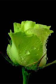 professional hair styling tools and equipment green rose rose seeds beautiful roses
