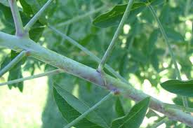 Image result for Crotalaria shirensis