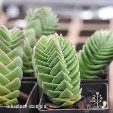 Do you plant succulents and cacti on the regular like me? Crassula Buddha S Temple Succulent Australian Plants Online
