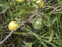 Image result for Solanum linneanum