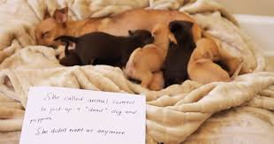 Momma Dog S Emotional Cardboard Testimony Will Leave You In Tears Faithpot Dogs Dead Dog Blind Dog