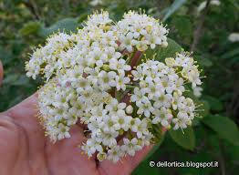 Chenopodio, detto anche farinello, per ottenere i semi è sufficiente stropicciare tra le mani le infiorescenze mature. Viburno Lantana