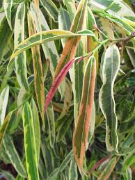 Image result for F kus Ficus