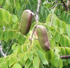 Image result for Afzelia