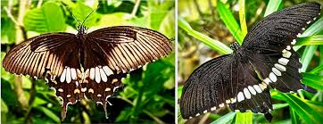 Image result for Ipomoea papilio