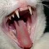 No one knows why this crazy cat is acting this way and its getting worse day by day. Https Encrypted Tbn0 Gstatic Com Images Q Tbn And9gcsztzxngtvh6gzajvput3g7b62patvdg0dohdqfmmiqnk2zrw1f Usqp Cau