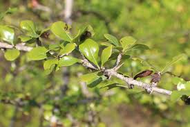 Image result for Catunaregam