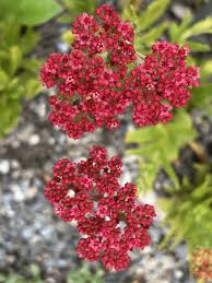 Image result for Crassula alba