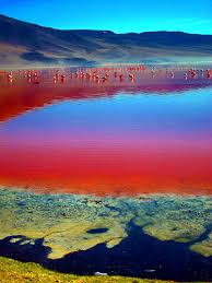 In the lagoon there are hundreds of pink flamingos that live and feed on the food that they find there in suspension in mineral waters +3 Laguna Colorada Paysages Magnifiques Voyage Amerique Beau Paysage
