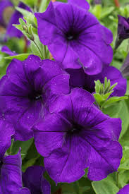 Image result for foto surfínie